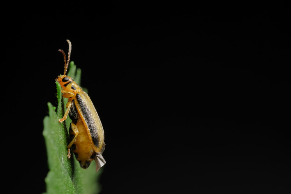 Der Ulmenblattkäfer (Xanthogaleruca luteola) ist eines der Forschungsobjekte des Sonderforschungsbereichs 973 am Institut für Biologie der Freien Universität.