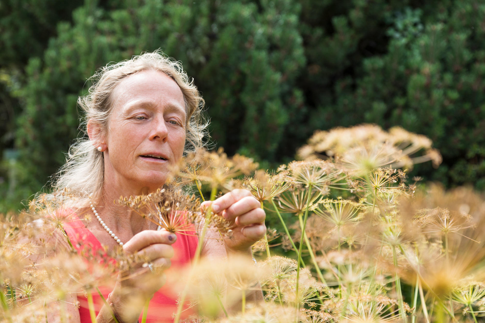 Elke Zippel will für einen Großteil der im Nordosten und Osten Deutschlands vorkommenden Pflanzenarten Samen in die Dahlemer Saatgutbank einlagern.