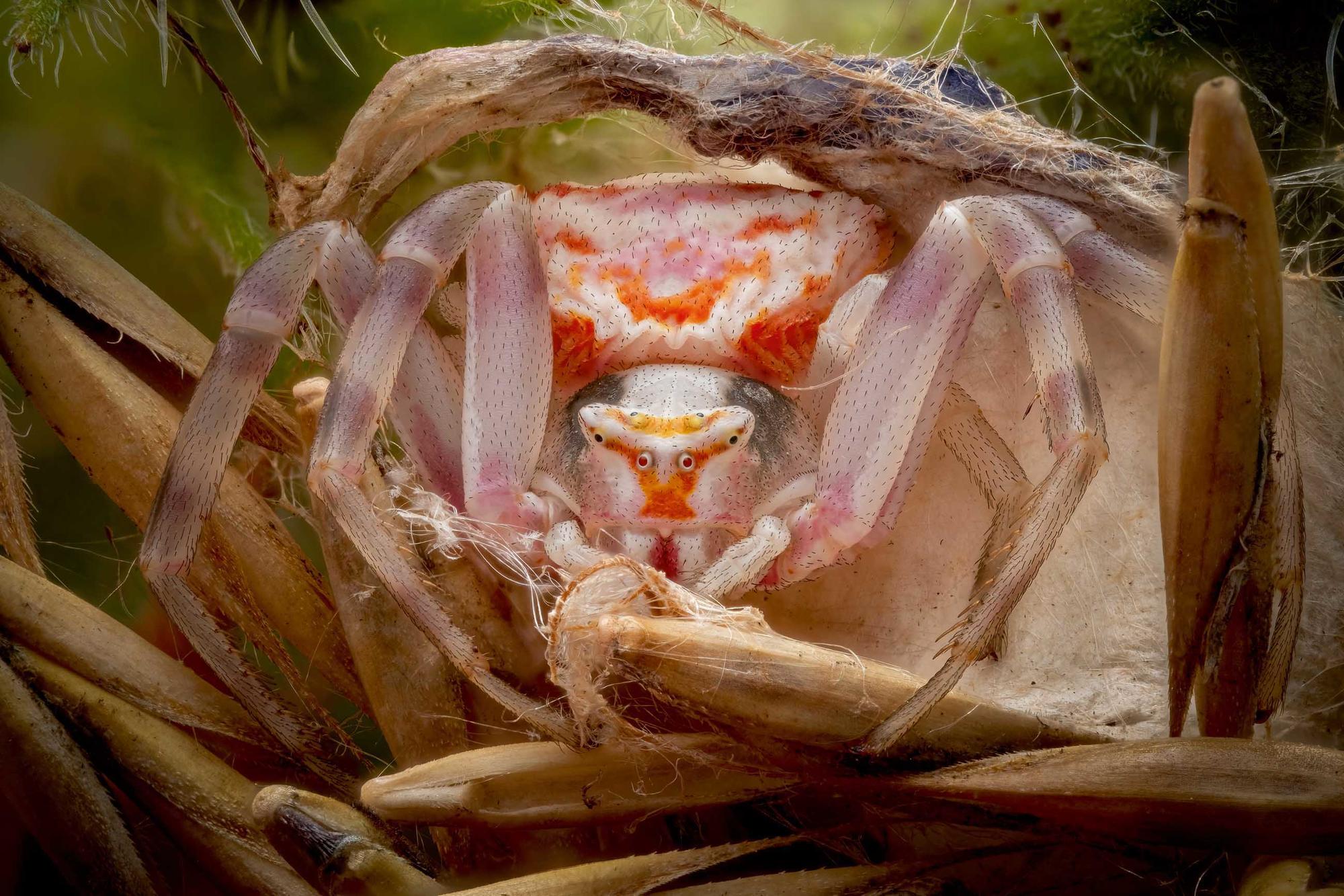 Dank Makrofotografie ganz nah dran, an der „gehöckerten Krabbenspinne“ (Thomisus onustus).