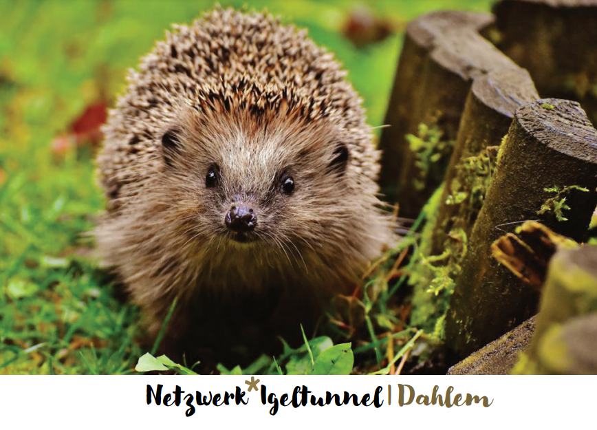 Igeltunnel