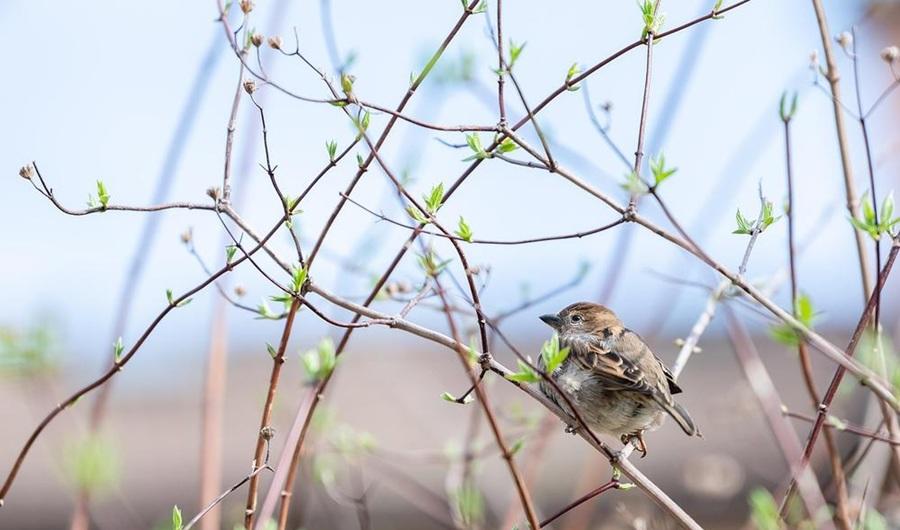 Wintervogel