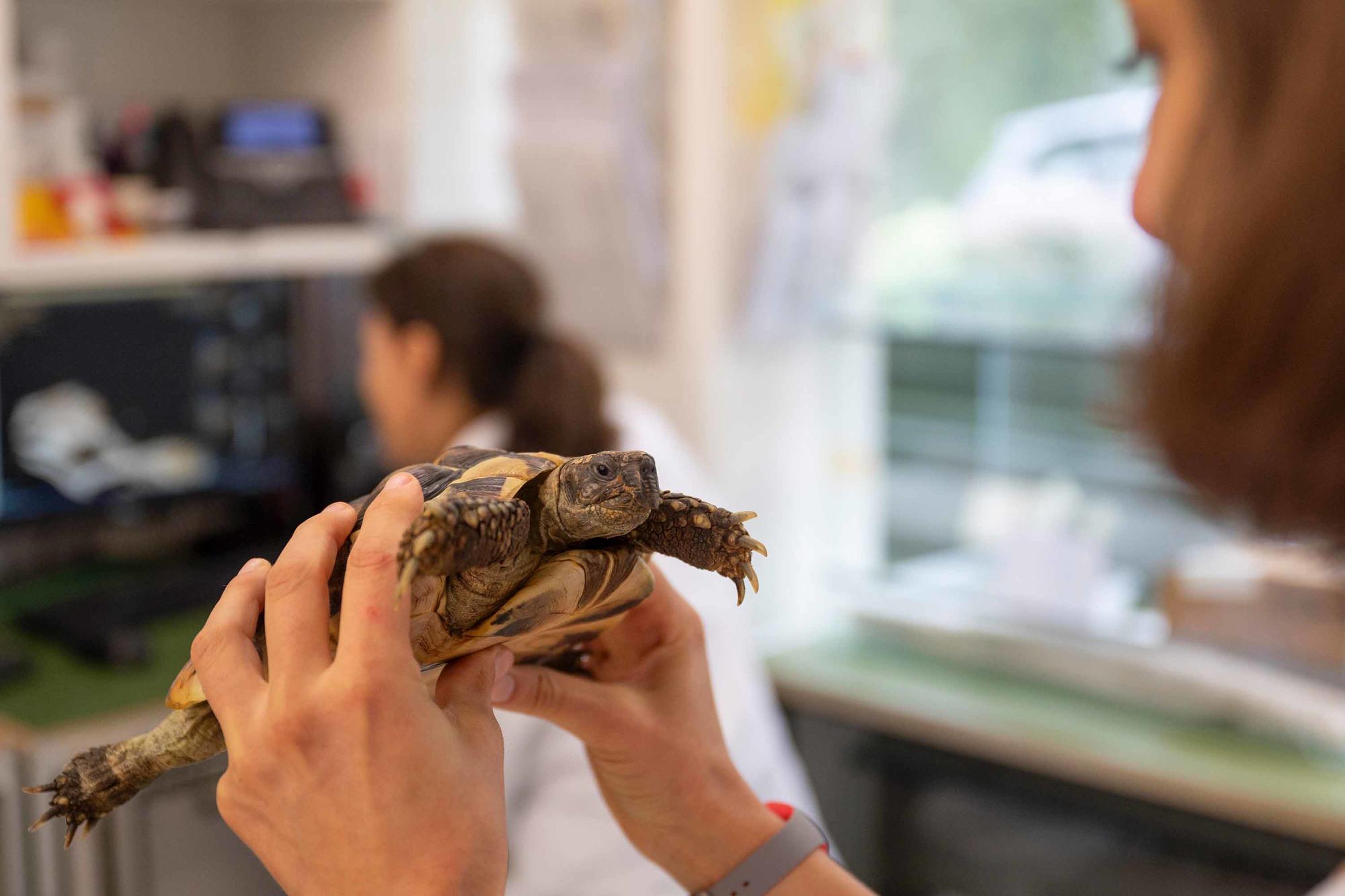 Schildkröte