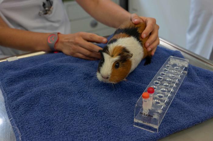 Die Tierschutz-Richtlinie dient der Konkretisierung der geltenden Rechtsvorschriften auf dem Gebiet des Tierschutzes.