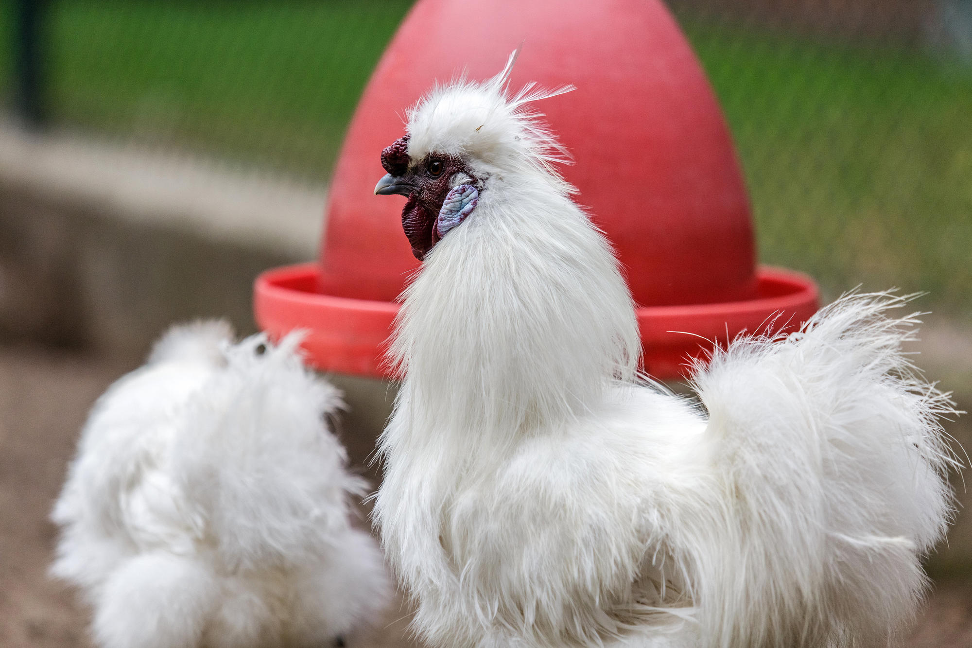 Reduction und Refinement sollen Forscher zusammenzubringen, damit Versuchstierzahlen sinken können