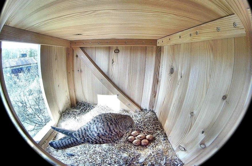 Turmfalken an der FU Berlin