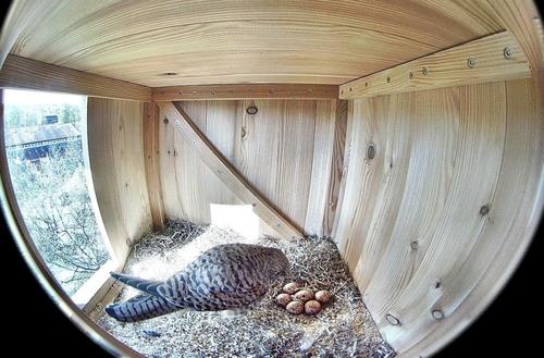 Turmfalken an der FU Berlin