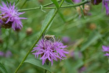 Die Flockenblumen-Langhornbiene, hier auf einer Flockenblume am Hahn-Meitner-Bau in Dahlem, kommt in Deutschland fast ausschließlich in Berlin und Brandenburg vor. Bildquelle: Blühender Campus