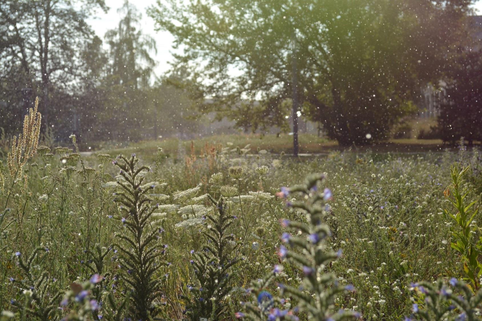 Sommerregen_SophieLokatis