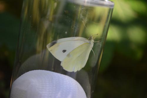 Sophie Lokatis: Ein häufiger Fund - Kleiner Kohlweißling beim Tagfaltermonitoring