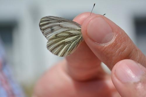 Dieser Rapsweißling wird bestimmt und sofort wieder freigelassen