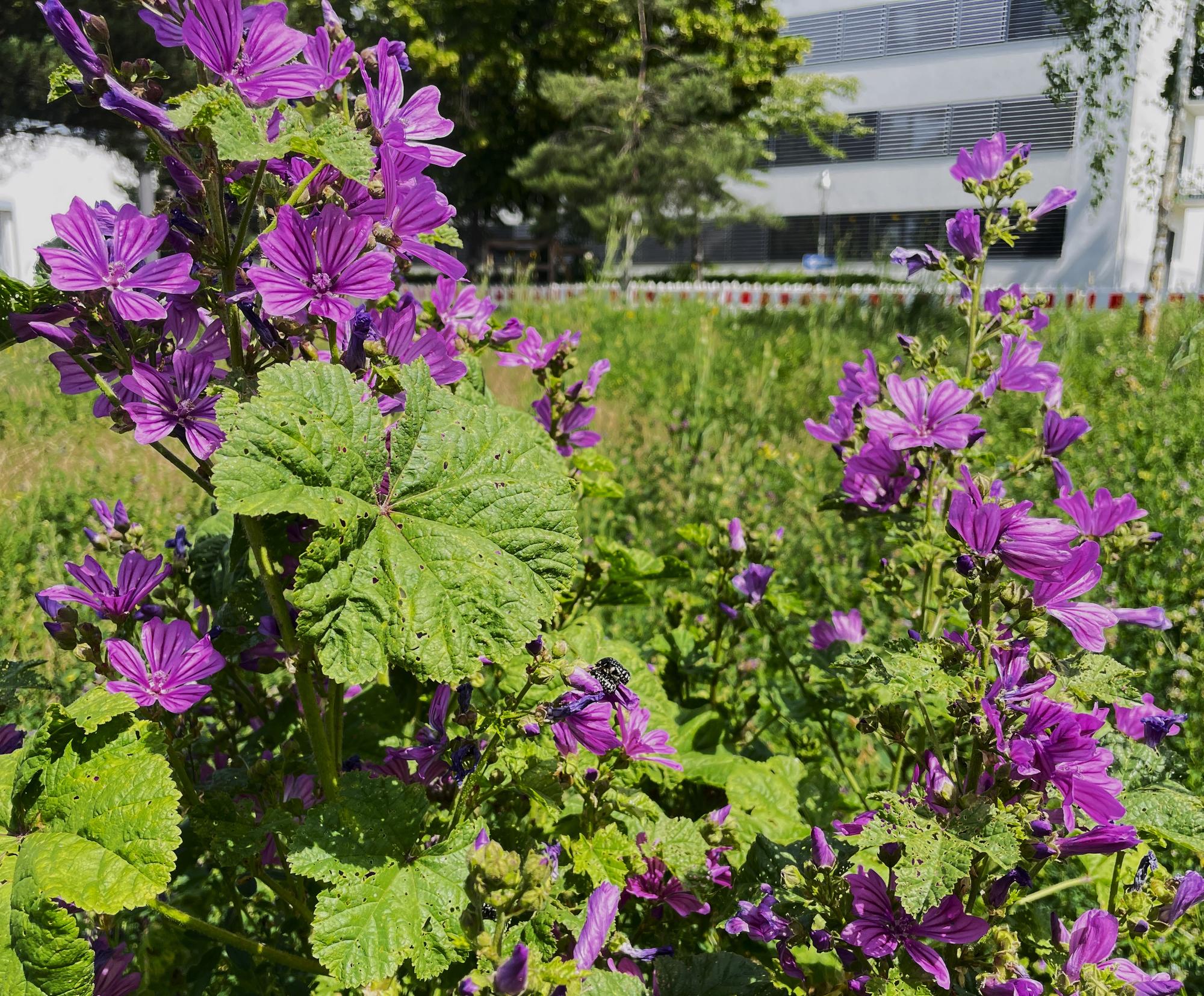 Blummen und Bienen