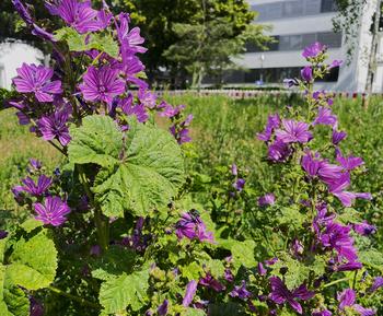 Blummen und Bienen