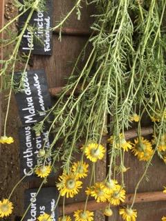 Färberpflanzen. Copyright: Anna Maria Mintsi-Scholze/ Garten der Künste