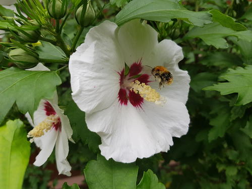 Pollen kriegt man auch ohne Bibliotheksausweis