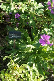 Im Spätsommer und frühem Herbst entzückt uns der UniGarten mit seiner üppigen Pracht