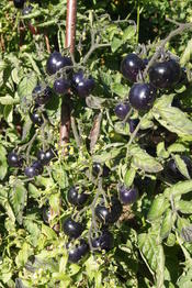 Im Spätsommer und frühem Herbst entzückt uns der UniGarten mit seiner üppigen Pracht