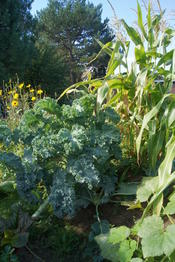 Im Spätsommer und frühem Herbst entzückt uns der UniGarten mit seiner üppigen Pracht