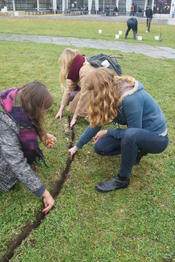 Blumenpflanzen für die Wildbienen!