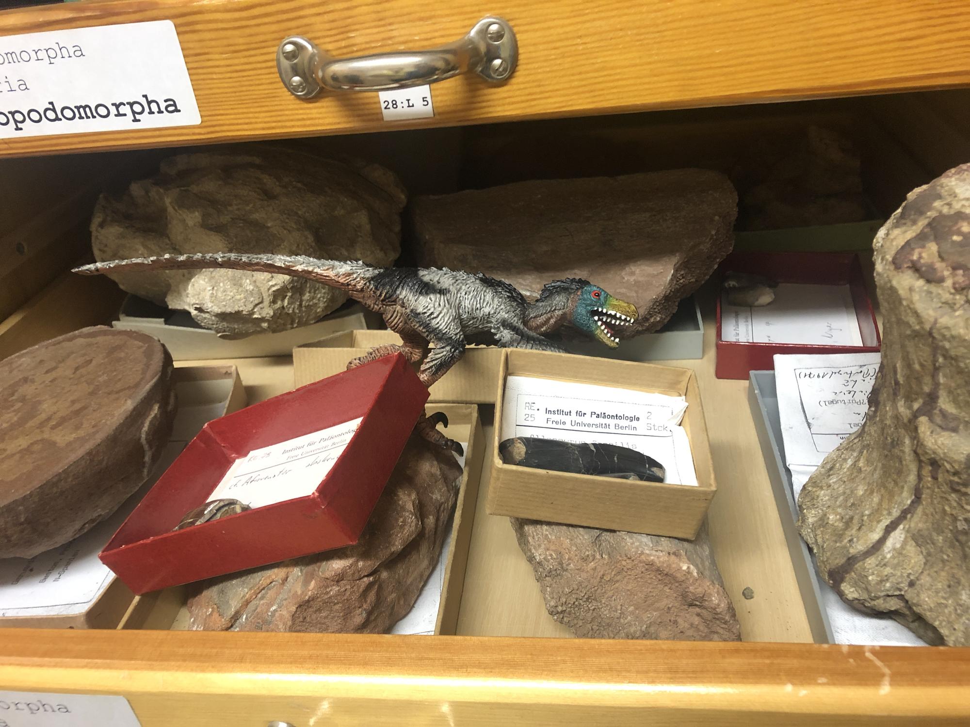 Verborgene Schätze in der Paläontologischen Lehrsammlung am Institut für Geologische Wissenschaften.