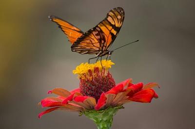 pexels-leonardo-jarro-204864-633437