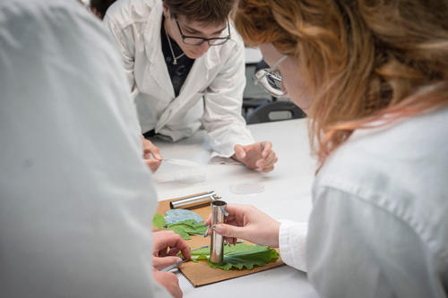 Praktikum im Mono-Bachelor Biologie
